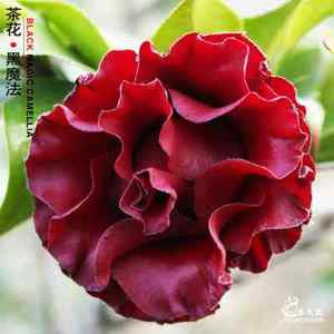黑魔法茶花稀有名贵品种黑红泛蜡质花卉盆栽树苗阳台庭院好养绿植