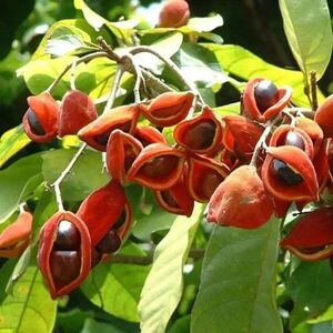 九层皮苗正宗苹婆树苗凤眼果萍婆小苗禄旺苗富贵子树苗地栽植物