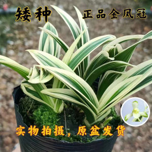 矮种兰花苗金边兰花正品金凤冠金边线艺中透桌面兰花花卉绿植盆栽