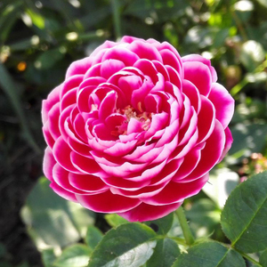 灌木盆栽切花月季花苗 日本玛丽玫瑰 带花苞勤花月季四季开花不断