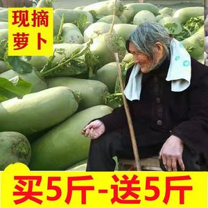 新鲜萝卜特价1/5/10斤青萝卜生吃河南白萝卜脆胡萝卜绿萝卜水果