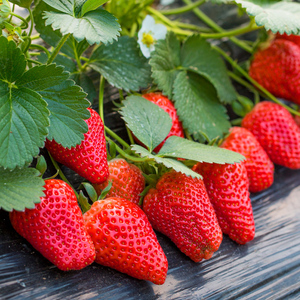 【奶油草莓种子】温度适宜四季结果盆栽地栽红草莓室内外阳台水果