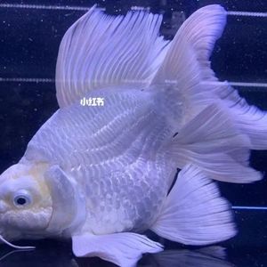 【金粉狮子头】台湾蝴蝶鲤观赏鱼大鳍大尾好养耐活鱼苗锦鲤养不死