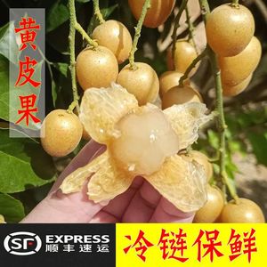 鸡心黄皮果新鲜水果广东5斤黄皮子鲜果孕妇当季水果酸甜顺丰包邮