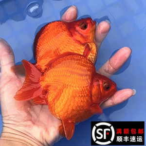 精品胖肚子短尾高背鎏金鱼全红白花色金元宝易活耐养冷淡水观赏鱼