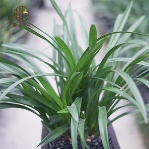 翁源兰花苗蕙兰草绿翡翠花大玉凤素好养室内室外阳台绿植花卉盆栽