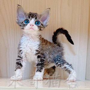 德文卷毛猫北京