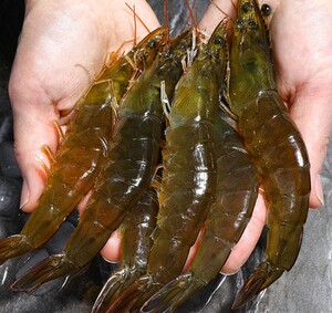 新鲜野生对虾鲜活基围虾海捕大虾活虾青虾明虾