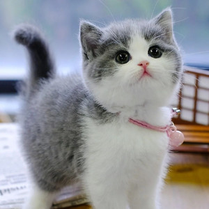 爱心领养英短蓝白猫咪幼崽小猫咪矮脚曼基康蓝白幼猫宠物猫咪活物