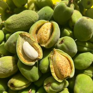 新疆新鲜薄皮巴旦木 扁桃仁 2000g 口味甜 去壳吃 开口很简单