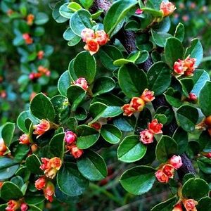 荀子盆景平枝荀子红花荀子客厅老桩室内易爆盆翠绿笑脸花园荀子树