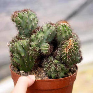 仙人山虎头罗汉山影拳 仙人掌类沙生多肉植物 虎头山影盆栽绿植