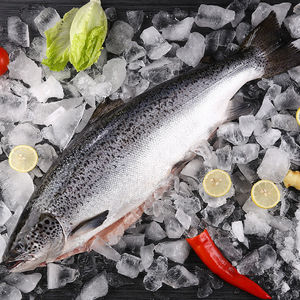 新鲜海鲜冰鲜三文鱼整条【大西洋鲑】刺身去内脏装三文鱼刺身水产