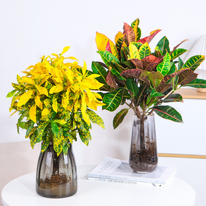 水培植物洒金榕观叶盆栽室内外招财七彩变叶木吸甲醛变色木黄金榕