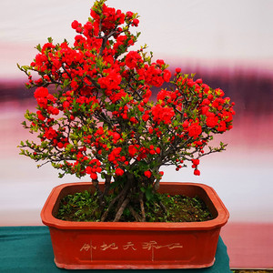 长寿冠海棠花日本