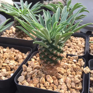 铁甲麒麟单头 裸根发货 尺寸3-5厘米 多肉植物 主要看根部 峨眉山