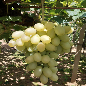 怀来葡萄夹河白马奶提子新鲜当季水果整箱6斤现摘牛奶葡萄京津冀