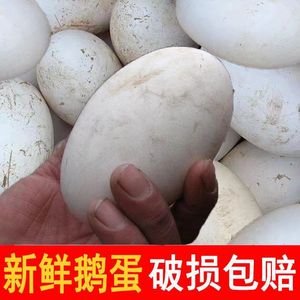 新鲜鹅蛋12枚散养鹅蛋初产鹅蛋农家正宗土鹅蛋孕妇生雁鹅鹅蛋促销