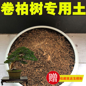 卷柏树专用土盆栽盆景酸性沙质泥炭红土壤卷柏绿植种植营养土肥料