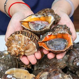 海螺鲜活超大海螺特大贝壳类海鲜水产新鲜连云港特产海捕螺3斤包