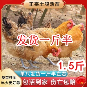 一斤半土鸡活苗半大脱温鸡农家散养柴鸡草鸡小鸡苗1斤多的鸡活体