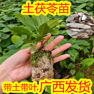 白肉土茯苓苗中药材茯苓树苗庭院地栽种植爬滕植物带土带叶包邮