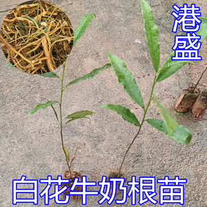 正宗竹叶白花牛奶根苗煲汤材料白花牛奶苗高产牛乳根树苗带土包邮