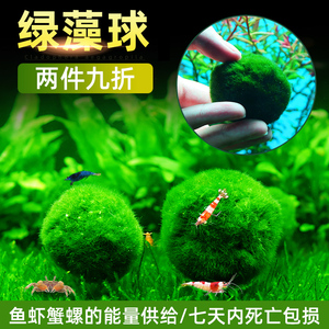 水族箱鱼缸造景观赏活体真水草生态球绿藻球生态瓶海藻球水藻球
