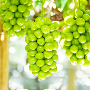 90548人付款天猫新鲜蓝宝石葡萄应季美人指脆甜现摘郁金香水果孕妇