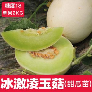 冰激凌玉菇网纹甜瓜秧苗美花美琪沙田蜜瓜中原玉姑酥瓜种子香瓜籽