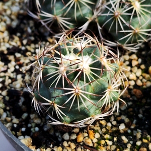 黑刺狮子奋迅多肉植物实生仙人球顶花球属阳台夏季易养美观趣味