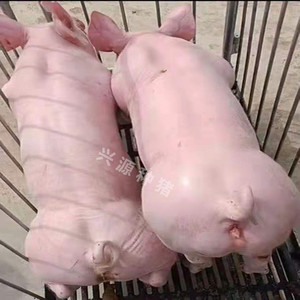 原种新美系长白种母猪比系长白种小公猪英系大白种母猪苗二元太湖