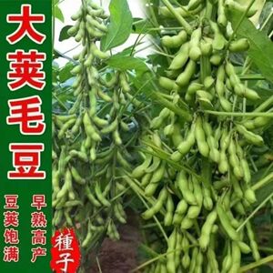 2-6月种植特早王毛豆种子50天早熟大粒绿毛豆种子高产千斤大豆种