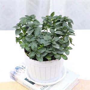 【巧克力薄荷植物】巧克力薄荷植物品牌,价格 - 阿里巴巴