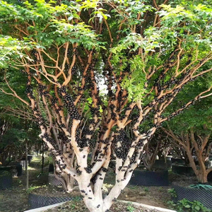 矮化台湾树葡萄沙巴嘉宝果树苗四季常绿盆栽庭院种植当年结果