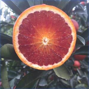 玫瑰香橙树苗玫瑰血橙苗 橙子苗 万州玫瑰香橙树盆栽地栽当年结果