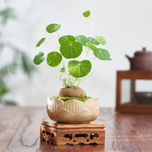 山乌龟植物室内绿植花卉办公室桌面盆栽懒人好养金不换爬藤小盆景