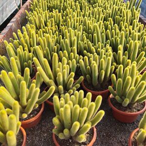 黄金条多肉植物黄金妞羣生猴尾柱开花仙人球仙人掌阳台盆栽