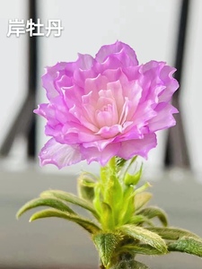 岸牡丹日本皋月杜鹃带香味名贵品种树苗花卉盆栽阳台庭院植物