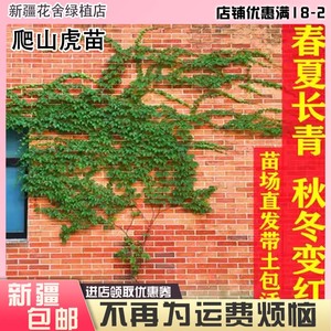 新疆包邮爬山虎苗大苗爬藤植物四季青色五叶爬山虎盆栽庭院攀楼顶