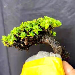 小霞很乖淘宝米叶橙花瑞香盆景素材常青不落叶冬季叶子变红叶小如