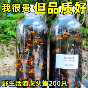 新鲜野生虎头蜂泡酒材料马蜂泡酒黑胡蜂黄蜂地蜂金环胡蜂200只