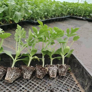 嫁接西瓜苗8424麒麟懒汉瓜苗秧春季南方早熟盆栽地栽大棚种菜苗子