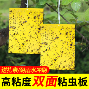 双面粘虫板黄板诱虫板灭虫农用粘虫板大棚花圃果树黄蓝板黄板