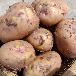 新鲜土豆 精选云南高山红皮黄心大洋芋粉糯香 现挖农家自种马铃薯