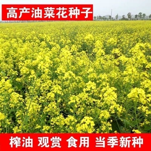 油菜籽种杂交高产油菜种子花海种孑观赏油菜花榨油食用油菜花种籽