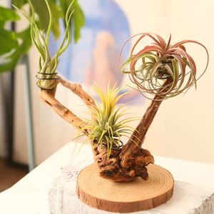 空气凤梨支架花架树根根雕造景沉木手工制作20厘米左右一物一拍