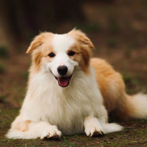 赛级金色边牧幼犬陨石边境牧羊犬活体纯种七白三通黑白小宠物狗狗