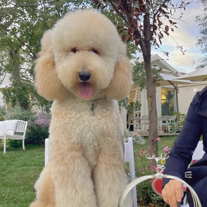 巨型贵宾犬幼犬活体巨贵大泰迪宠物狗花色灰狗仔小宠物狗狗活物