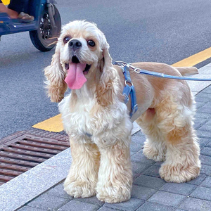 美国可卡犬英美卡可卡布幼犬纯种双血统活体狗仔小宠物狗狗活物